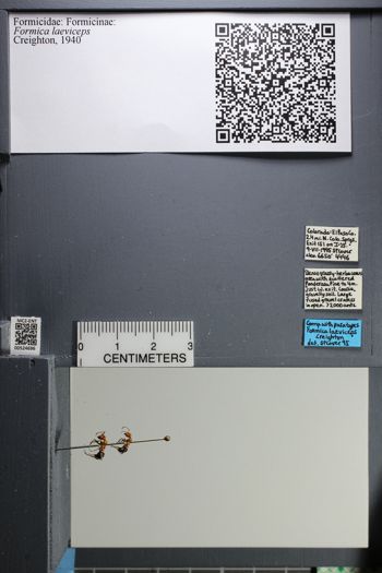 Media type: image;   Entomology 524696
